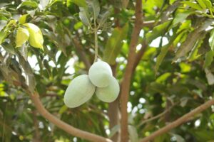 आम (Mango) के प्रमुख कीट, रोग और उन की रोकथाम