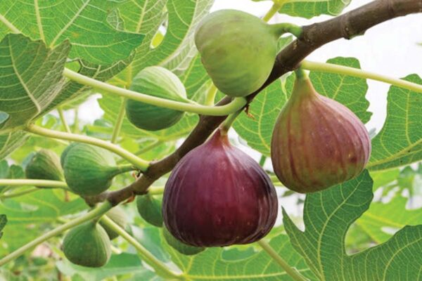 अंजीर (figs)