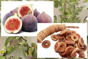 कैसे लें अंजीर (figs) की अच्छी पैदावार