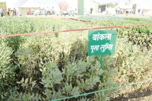 बाकला (Broad Beans)