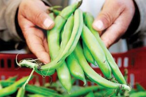 बाकला (Broad Beans)