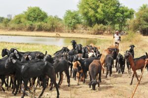 बकरीपालन (Goat Rearing)