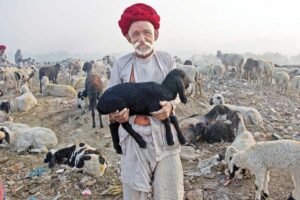 भेड़बकरियों की बीमारी (Sheep-Goat Disease)