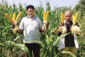 जैविक तरीके से मक्का (Maize) की खेती