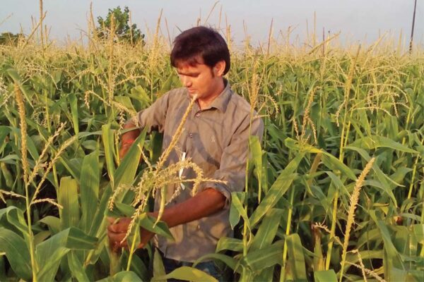 मक्का (Maize)