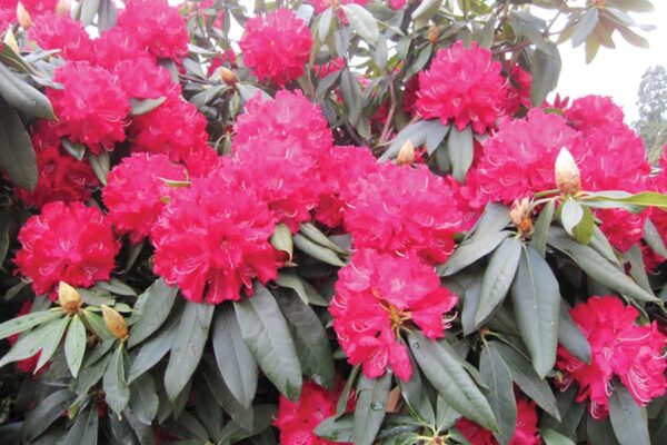 बुरांस (Rhododendron) : गुणकारी जंगली फूल