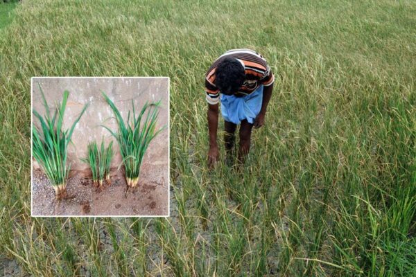 धान फसल में रहस्यमय बीमारी, बौने रह गए पौधे