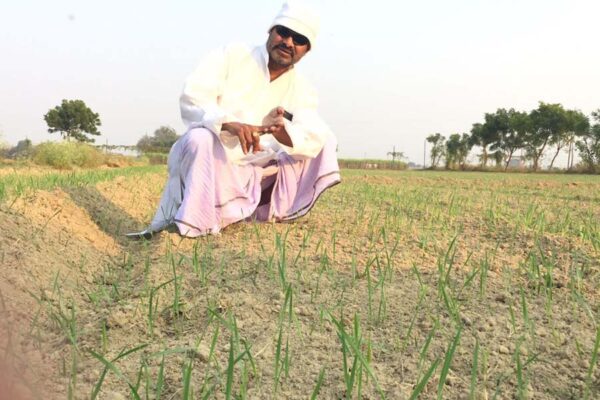 गेहूं (Wheat)