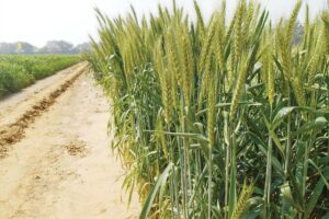 गेहूं (Wheat) की जैविक खेती