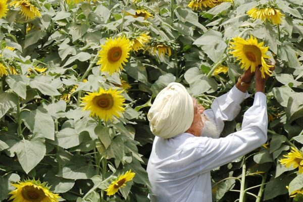 जीवन सुरक्षा योजना में आयु सीमा समाप्त, मिलेगी 5 लाख तक मदद