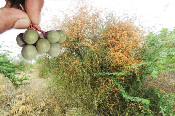 औषधीय गुणों से भरपूर कैर फल