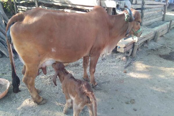 पशुओं के नवजातों (Newborn Animals) में खीस का महत्व