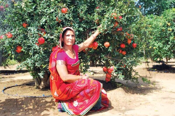 राजस्थान के रेत में बागबानी से लखपति बनी महिला किसान संतोष देवी