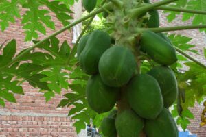पपीते (Papaya) की वैज्ञानिक खेती