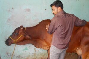 चुनौती से भरा है पशुओं का इलाज (Treatment of animals)