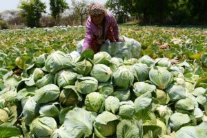 पत्तागोभी (cabbage)