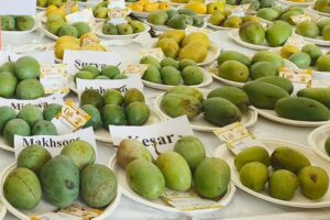 आम महोत्सव (Mango Festival)