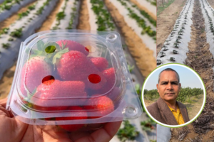 Horticulture Expert विवेक शुक्ला ने गर्मी में उगाया  Strawberry, किसानों को और्गेनिक फार्मिंग की देते है फ्री ट्रेनिंग