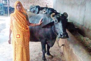 मुर्रा नस्ल की भैंसों (Murrah buffaloes)