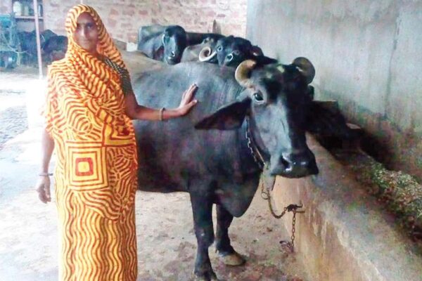 ककलपुरा बना मुर्रा नस्ल की भैंसों (Murrah buffaloes) का गांव