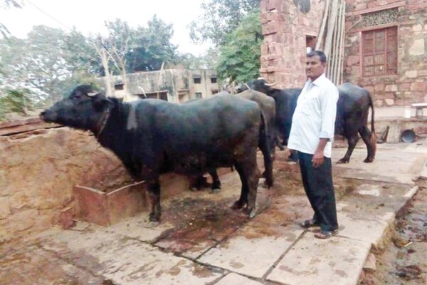 मुर्रा नस्ल की भैंसों (Murrah buffaloes)