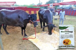 दुधारू पशुओं (Dairy Animals) के लिए सही खुराक न्यूक्लियोटोन