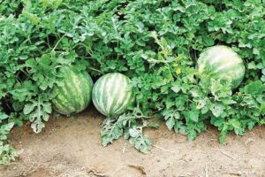 करें तरबूज (watermelon) की उन्नत खेती