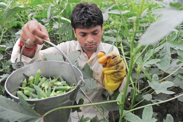 भिंडी की खेती (Okra Cultivation) से लें ज्यादा पैदावार