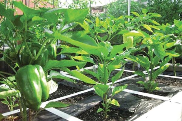 Rooftop Garden