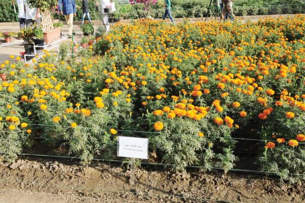 गेंदा की खेती (Marigold Cultivation)