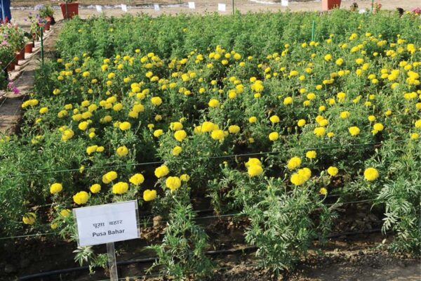 गेंदा की खेती (Marigold Cultivation)