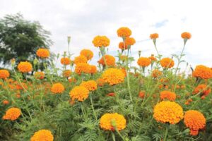 गेंदा की खेती (Marigold Cultivation) से महकता किसान