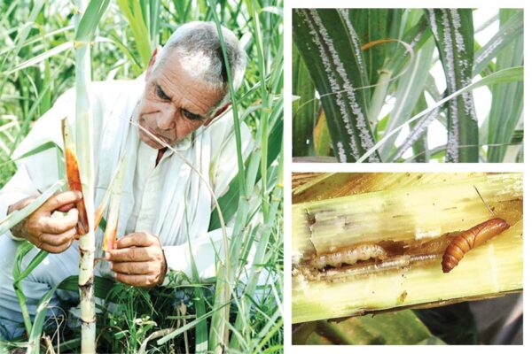 कीट और बीमारी से करें गन्ने (sugarcane) की सुरक्षा