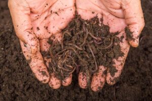 मिट्टी की उर्वरा क्षमता बढ़ाने में महत्वपूर्ण भूमिका निभाते हैं केंचुए