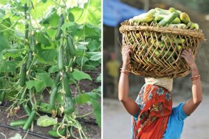 खीरे (Cucumber)