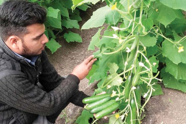 खीरे (Cucumber)