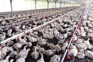 मुरगीपालन (Poultry Farming) फायदे का सौदा