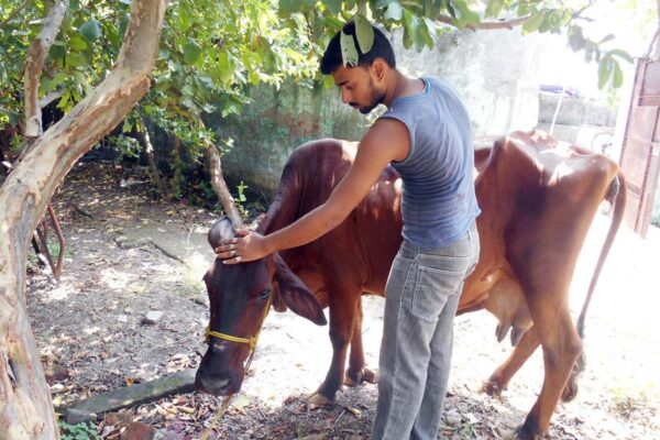 सभी पशु रोग जूनोटिक नहीं होते