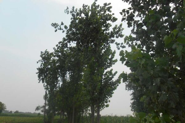 खेती के साथ पोपलर (poplar) उगाएं, ज्यादा कमाएं