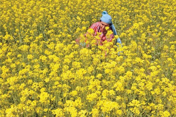 सरसों (Mustard) के प्रमुख खरपतवारों का प्रबंधन