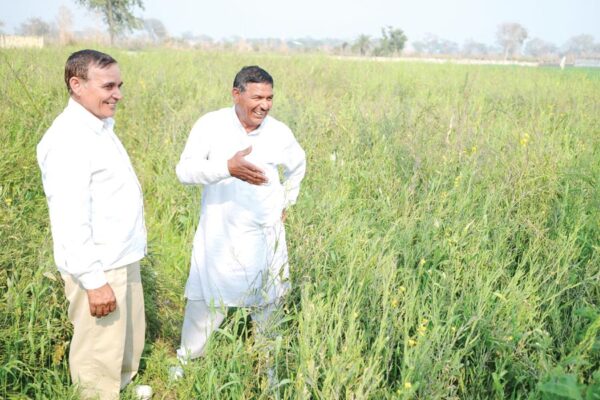 सरसों (Mustard) में रोग प्रबंधन कर मिले ज्यादा पैदावार