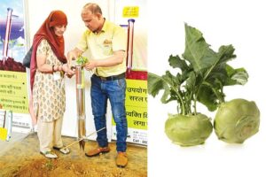 गांठगोभी (Lump Cabbage)