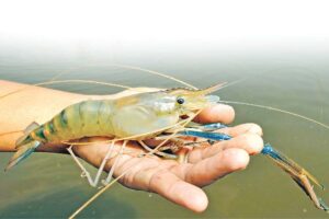 झींगापालन (Shrimp Farming)