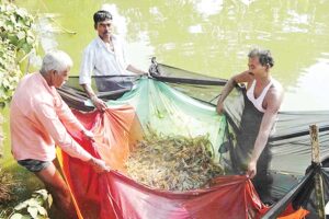 झींगापालन (Shrimp Farming)