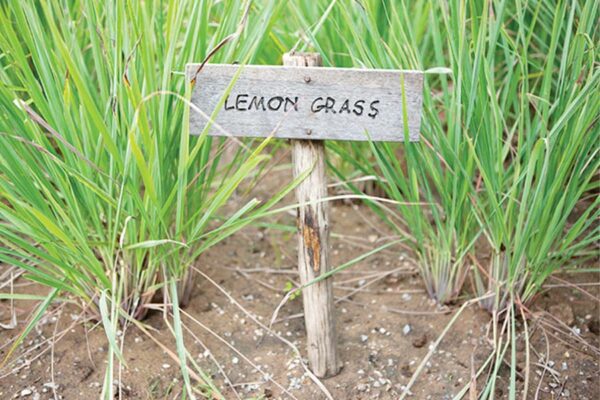 नीबूघास (Lemongrass)