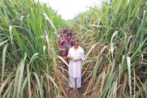 गन्ना (Sugarcane)