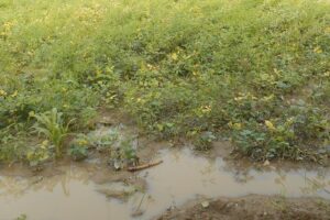 अधिक वर्षा (Excessive Rainfall)