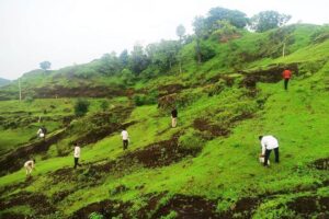 पलाश (Palash)