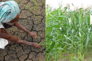 maize, jowar,millet,