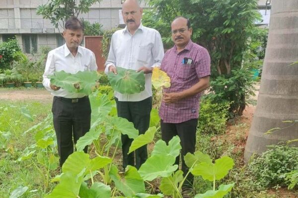 अरबी फसल को झुलसा रोग से कैसे बचाएं